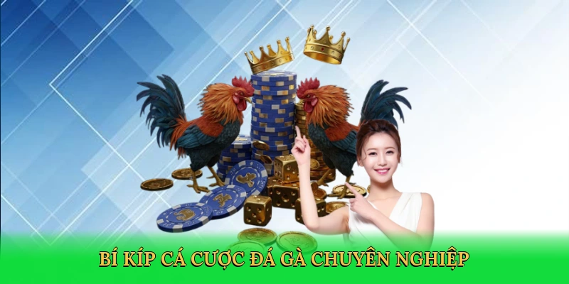 Đá Gà Thomo - Đam Mê Cá Cược Đỉnh Cao Tại GI8 3 Đá Gà Thomo – Đam Mê Cá Cược Đỉnh Cao Tại GI8