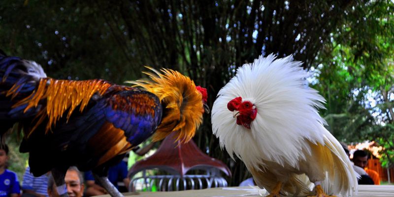 Chơi Đá Gà J88 – Sân Chơi Đẳng Cấp Cho Trận Đấu Nghẹt Thở 2 Chơi Đá Gà J88 – Sân Chơi Đẳng Cấp Cho Trận Đấu Nghẹt Thở