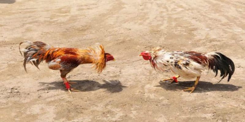 Chơi Đá Gà May88 – Trải Nghiệm Kịch Tính, Thắng Từng Trận 1 Chơi Đá Gà May88 – Trải Nghiệm Kịch Tính, Thắng Từng Trận