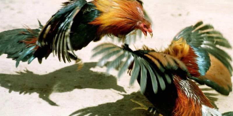 Chơi Đá Gà May88 – Trải Nghiệm Kịch Tính, Thắng Từng Trận 3 Chơi Đá Gà May88 – Trải Nghiệm Kịch Tính, Thắng Từng Trận